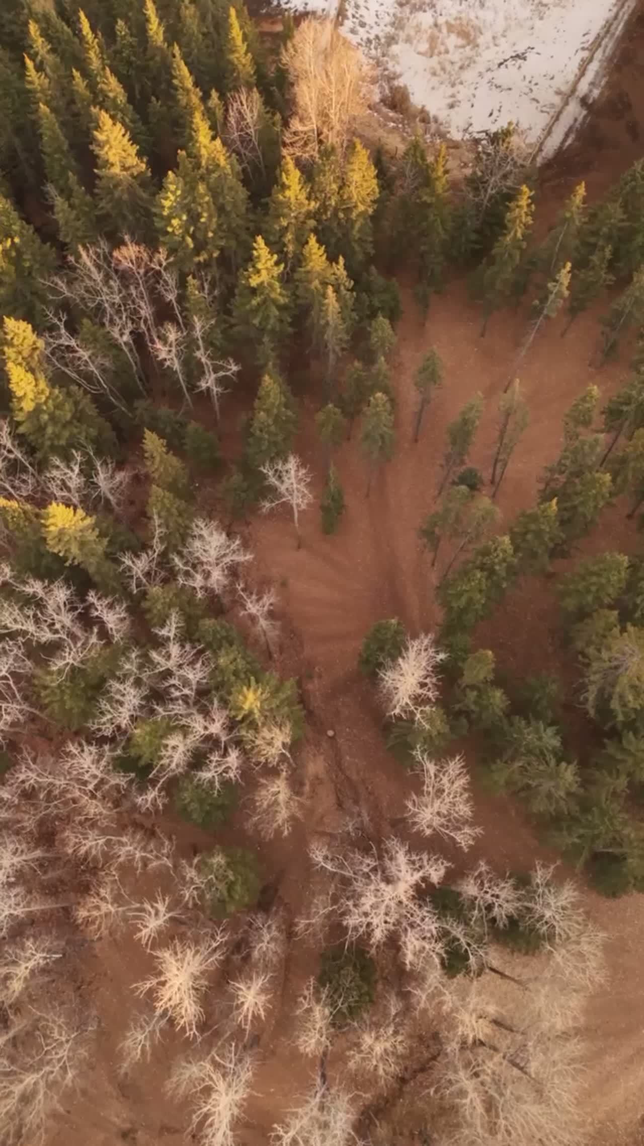 Pine and larch canopy from directly above on a Canmore acreage